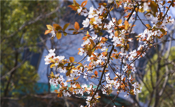 春暖花開，等你歸來——邀你云賞南新春景，以慰思念