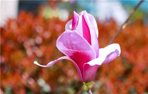 春暖花開，等你歸來——邀你云賞南新春景，以慰思念