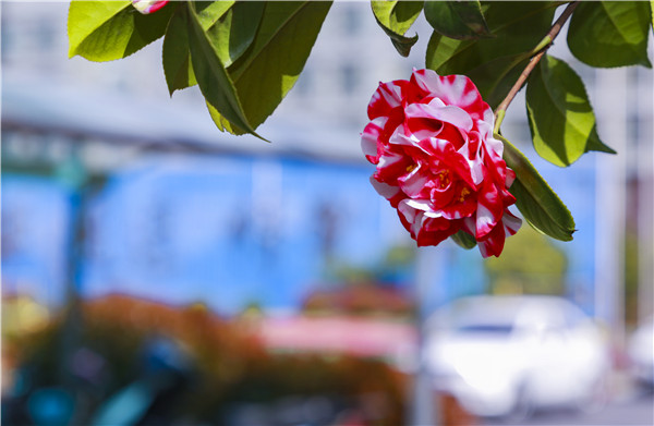 春暖花開，等你歸來——邀你云賞南新春景，以慰思念