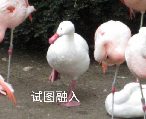 新華互聯(lián)網(wǎng)科技正式入駐Bilibili！會(huì)摩擦出什么樣火花呢？